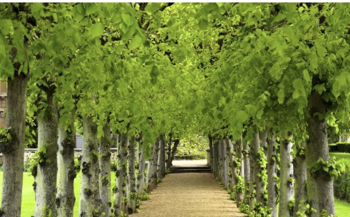 Sughrasadafdr's tweet photo. لکیری شجرکاری (Linear Plantation) 

لکیری شجرکاری میں درختوں کو سیدھی اور مسلسل قطاروں میں لگایا جاتا ہے.
پنجاب میں ہمیشہ سے  سڑکوں، نہروں ، برساتی نالوں ، بیلوں ، شاہراہوں اور ریلوے ٹریکس کے کناروں کے علاوہ زمینوں کی حدبندی  پر درختوں کی طویل قطاریں لگائی جاتی رہی  ہیں.
لکیری شجرکاری کے نتیجے میں سجی سبز راہداریاں نہ صرف فضا اور ماحول کو خوبصورت بناتی ہیں بلکہ مٹی کے کٹاؤ اور سیلاب  کو روکنے،فضائی آلودگی میں کمی لانے،مقامی حیاتیاتی تنوع کو فروغ دینے اور ماحول کو زیادہ سرسبز و شاداب بنانے میں معاون ہوتی ہیں. 
پاکستان کو ماحولیاتی تبدیلیوں کے حوالے سے شدید چیلنجز کا سامنا ہے .
حکومت کو یقینی بنانا چاہیے کہ کوئی سڑک ، نہر اور ریلوے ٹریک درختوں کی قطاروں سے خالی نہ ہو تاکہ آنے والے کل کو محفوظ بنایا جاسکے.
@GovtofPunjabPK 
@MaryamNSharif
@GovtofPakistan