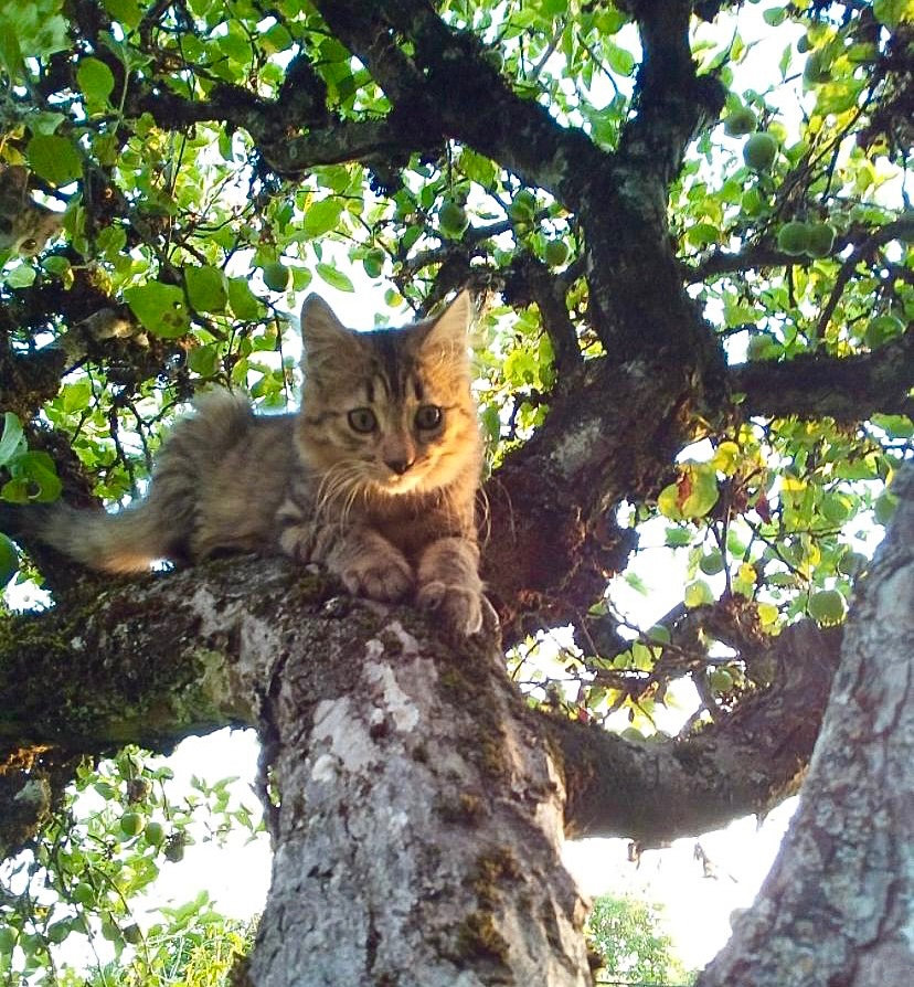 gaspardooo's tweet photo. Venez on se montre l’évolution de nos chats
( 8 ans d’écart entre les 2 photos mdrrr c’est une folie ) https://t.co/Tr4x5ihB2X