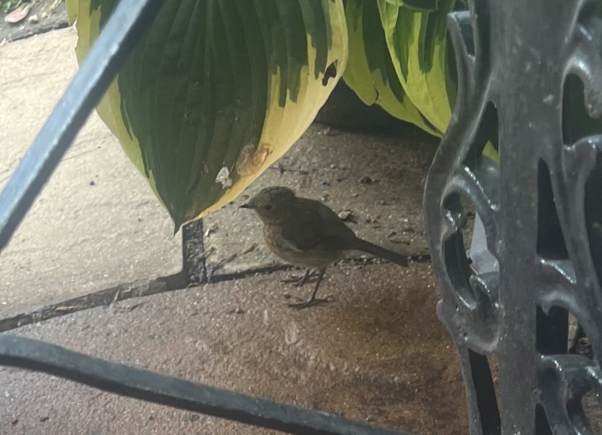 Trinkle96619465's tweet photo. #ANewFriend π¦ββ¬ we have a baby Robin ( only just getting his little red breast ) that has decided to keep us company every late afternoon β€οΈ https://t.co/iWbOuNEgN5
