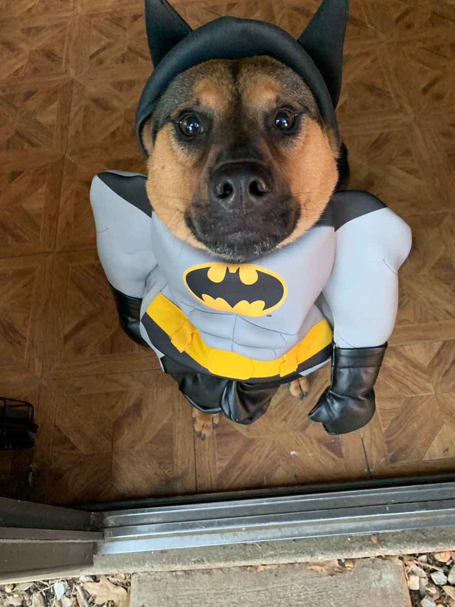 BrGeezy's tweet photo. Our hearts are shattered. Last night Hero crossed the Rainbow Bridge to be with Jewel. Losing both of our best friends in seven months is a pain that’s hard to put into words. Run free, sweet boy. We’ll love you forever. https://t.co/D3mRE8xJgJ