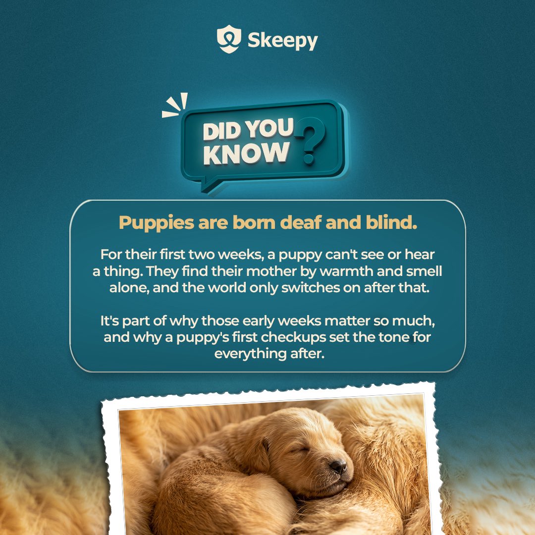 skeepyhq's tweet photo. Did you know this?

#skeepy #petcommunity https://t.co/SqPcmqh0NV