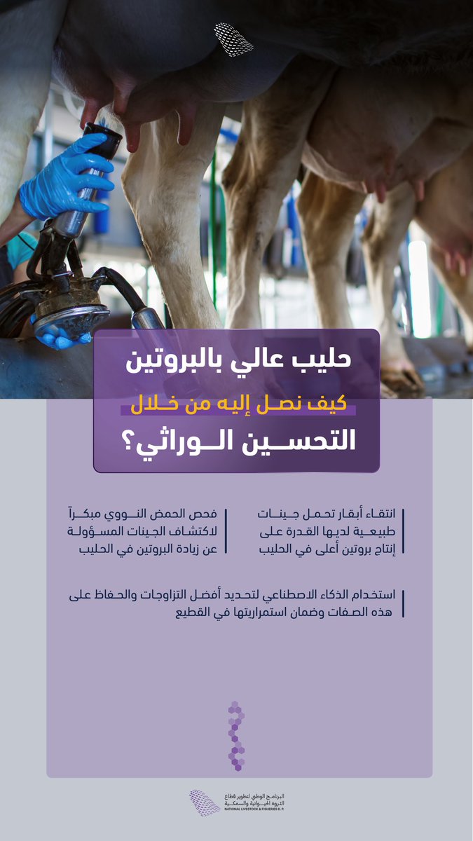 NLFDP_SA's tweet photo. يعمل "البرنامج" على رفع القيمة الغذائية لبروتين الحليب من خلال تقنيات التحسين الوراثي للأبقار المحلية، بما يسهم في دعم قطاع الثروة الحيوانية، وتعزيز الأمن الغذائي، تماشيًا مع رؤية المملكة 2030.

#NLFDP https://t.co/9y1LtHq19R