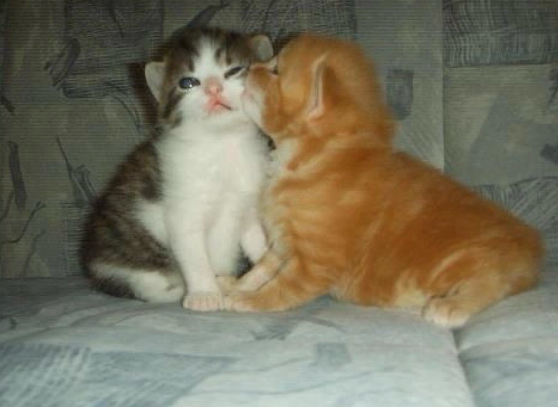 catsworldaura's tweet photo. https://t.co/MumrlQvp66