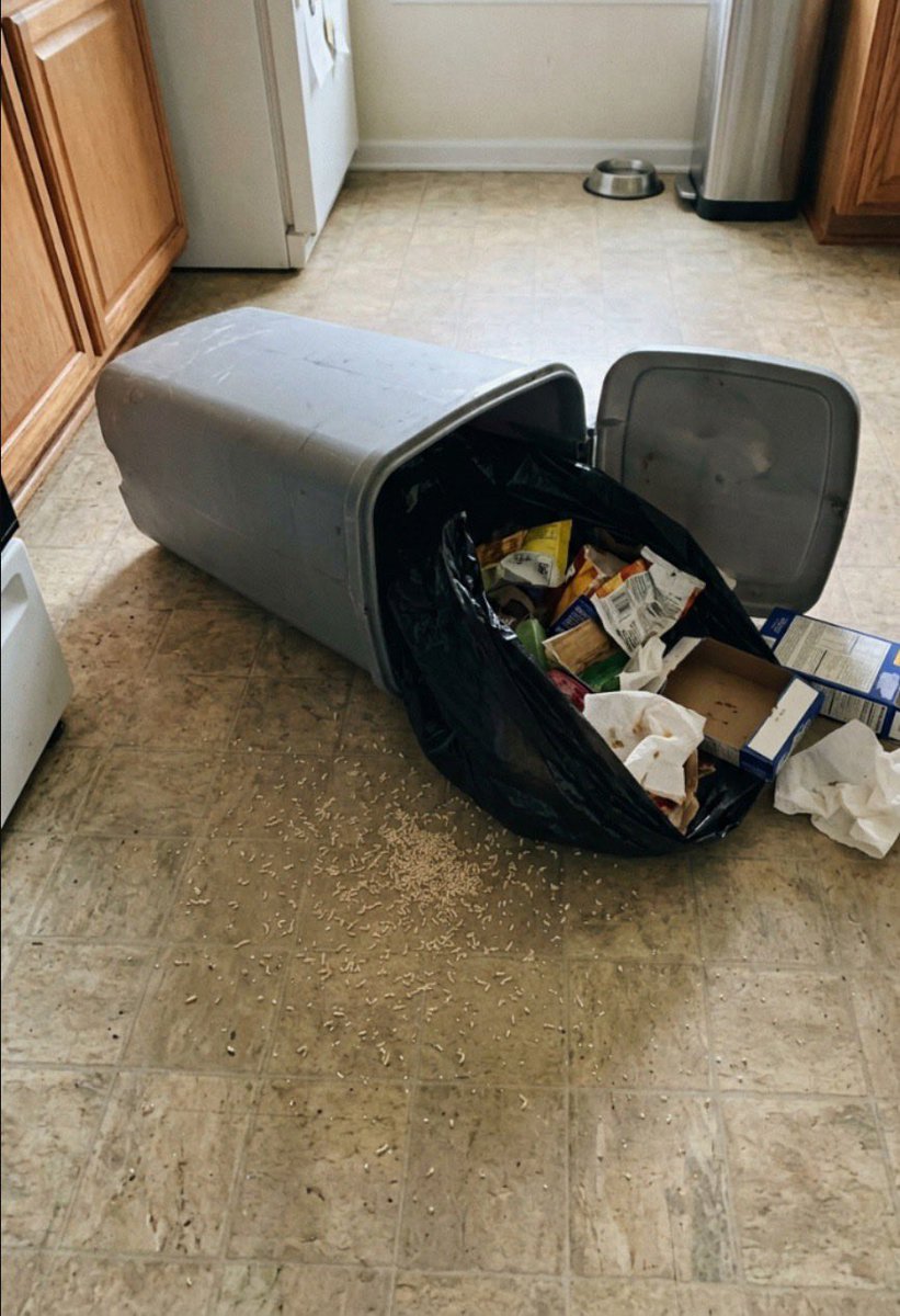 pulseby_M's tweet photo. I reached into my trash to pull the bag out and my fingers touched something warm and wriggling. I dropped it, screamed, and knocked the whole can over.

When it spilled, the entire bottom of the bin was covered in these tiny white things and they were MOVING. I had no idea a trash can could turn into this in two days.

WHAT are these, and how do I make sure this never happens again?? Please tell me I'm not the only one 😭￼
