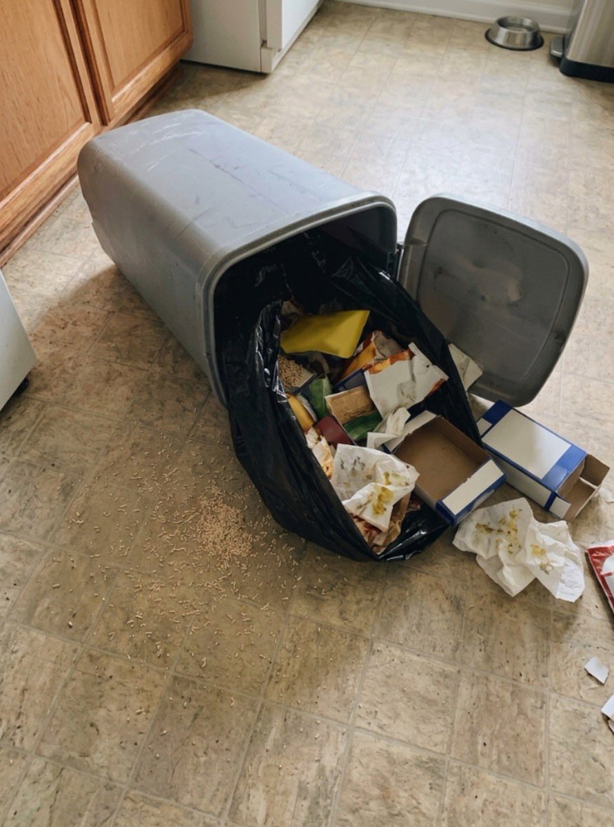 pulseby_M's tweet photo. I reached into my trash to pull the bag out and my fingers touched something warm and wriggling. I dropped it, screamed, and knocked the whole can over.

When it spilled, the entire bottom of the bin was covered in these tiny white things and they were MOVING. I had no idea a trash can could turn into this in two days.

WHAT are these, and how do I make sure this never happens again?? Please tell me I'm not the only one 😭￼
