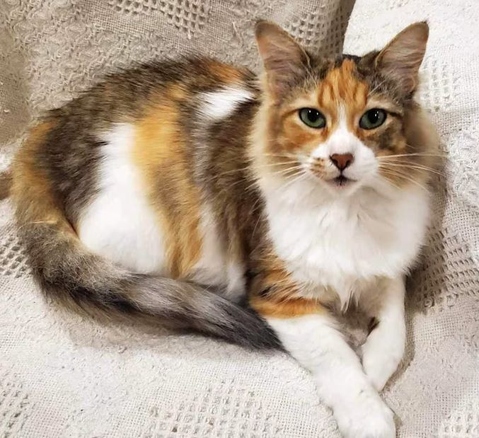 sachikoko's tweet photo. 🙏🏽PLEASE SHARE
🌼Gorgeous, Sweet 6YO Dilute #Calico Kitty "Ivy"🌼
🥠Waiting More Than 2 Years 4 A🏡#FureverHome🏡
▶ https://t.co/kpTTLhoMll
🙏🏽#AdoptDontShop
#LosAngeles, #CA #SoCal
✅CATS @TheCatsMeowInc
#ForgottenSoulsHour #US #CATS
👉🏽#FIV+ Cats Can Live A Long Healthy Life https://t.co/zuw7laWZ96