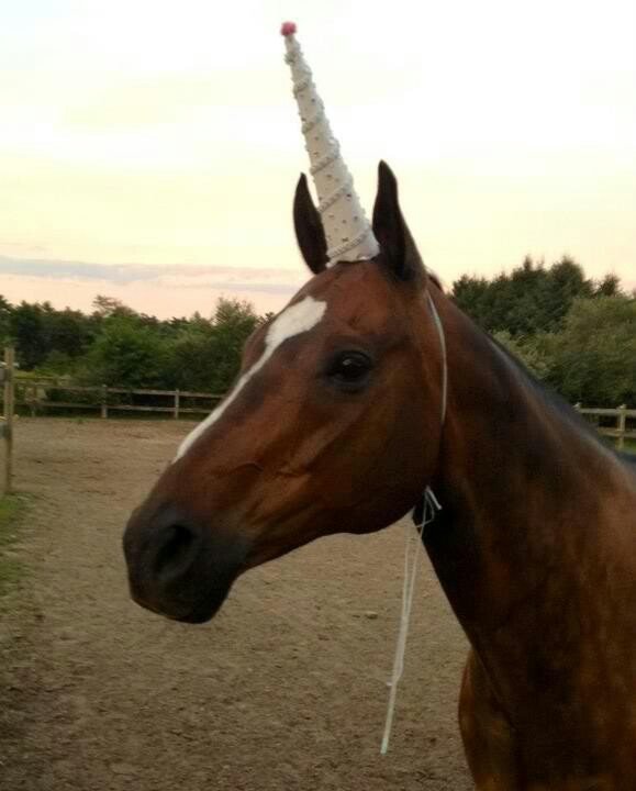 horsetwting's tweet photo. be who you want to be https://t.co/Pfv8YXWhja