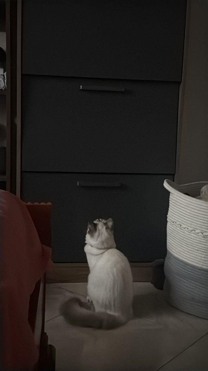 retsuko85's tweet photo. Moi se metió a la zapatera y no podía salir, Lola se dió cuenta. 

Lola y Piero lo fueron a ver.

Lola lo intentó rescatar.

Lola se quedó encerrada también. 

A Piero le valió… https://t.co/pUN94WpM7H