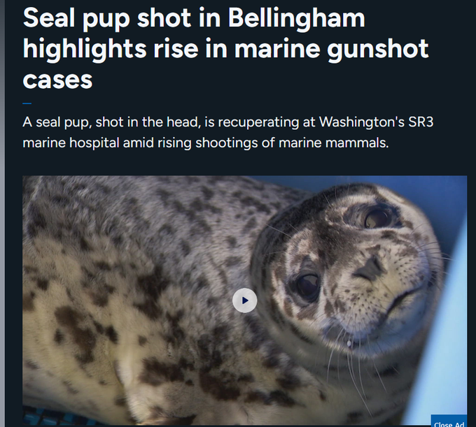 turtlesrock111's tweet photo. A SEAL PUP WAS SHOT IN THE HEAD IN BELLINGHAM ZOO  

This baby seal was shot JUST 6 hours ago and we already have a news article about him  

The pup is known as "Number 24"

https://t.co/FQfjuSsbsV https://t.co/7hxidlWkP0