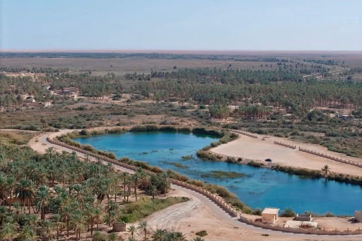 IsraaAlBarasi's tweet photo. عندما تصنع الطبيعة لوحتها الخاصة وسط أوراق النخيل.. نباتات الديس والبردي تنمو على أطراف العين، لتحكي عن موروث عريق وصناعات يدوية تقليدية تزهي الخاطر 🌾 

#البيئة_والطبيعة #أصالة_ليبية #اكتشف_ليبيا #ليبيا https://t.co/Jo1Awr3JTg