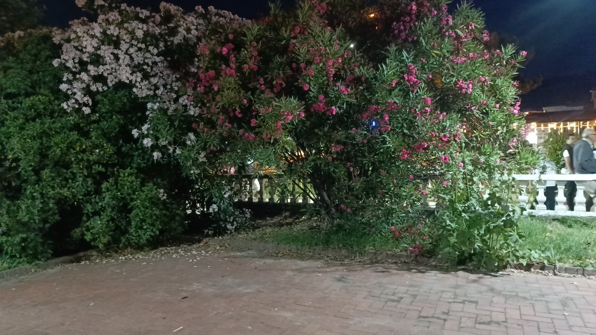 cimen_oyku's tweet photo. Çocuk parkı etrafında oturma alanı yetersiz kalmış malesef güzel Cide'mize hizmet edilmiyor. Buralara anne babaların dinlenmesi için banklar konulması gerekmektedir. @CideBelediyesi
 @CideBelediyesi https://t.co/aoOHeJFcxw
