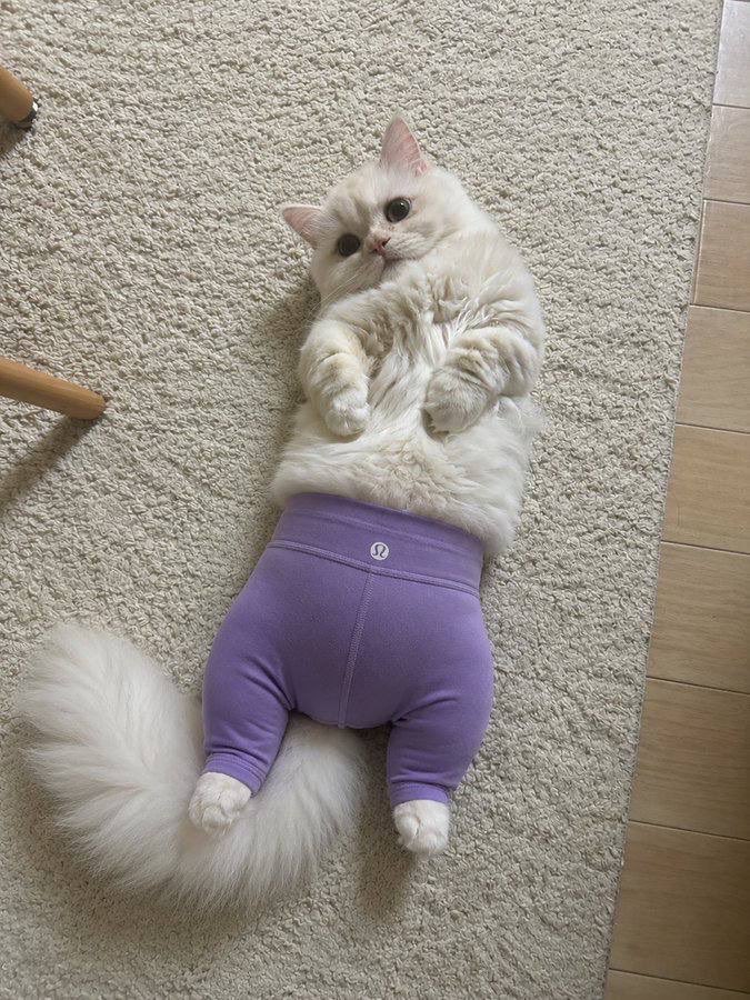 Cat Wif Pants tweet media