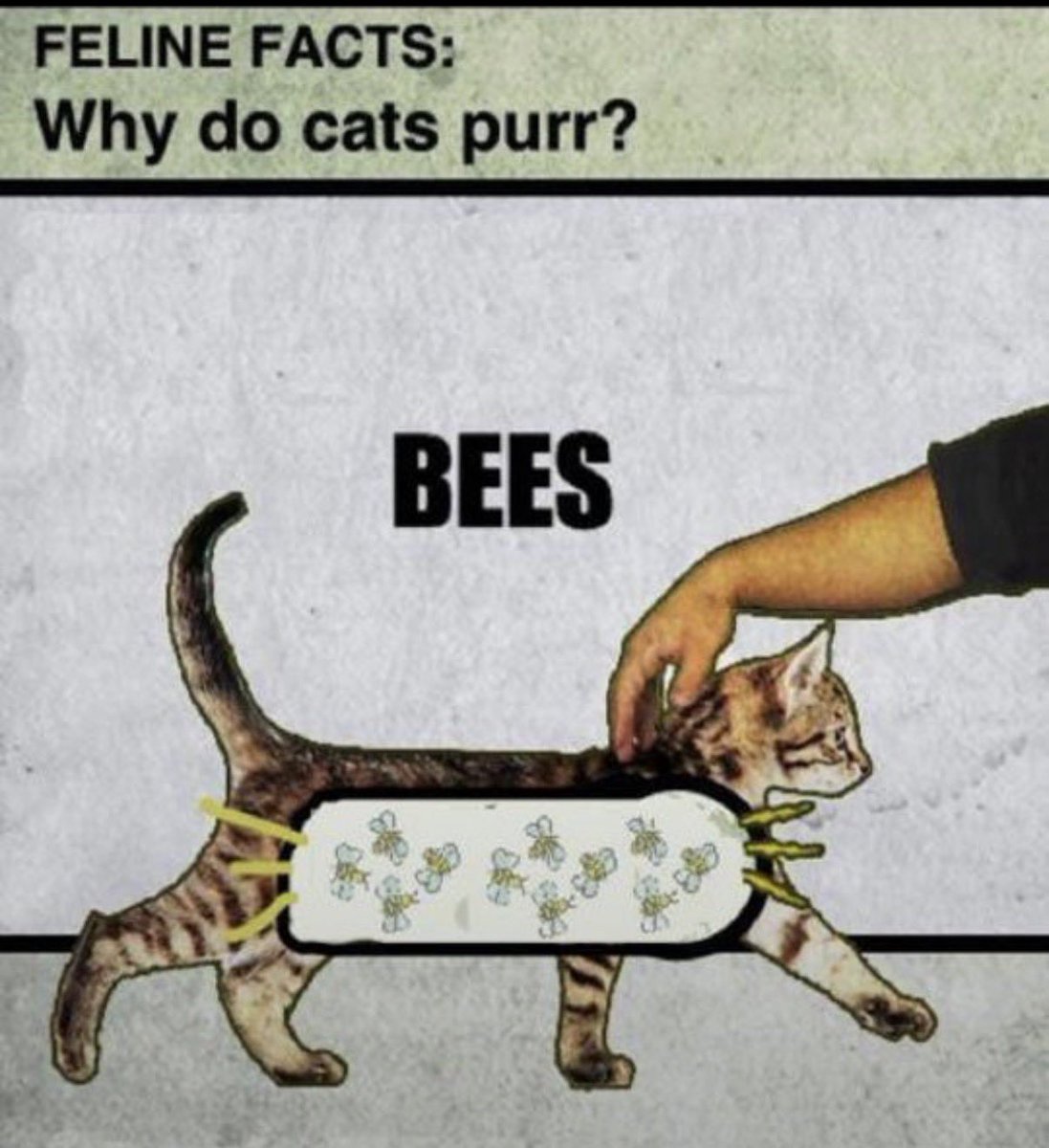 alliharvard's tweet photo. feline facts https://t.co/aUraZY60Vu