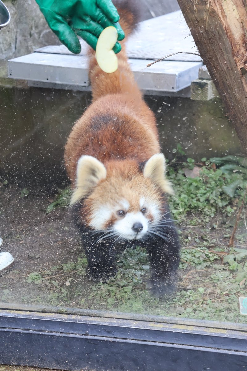 kayakaze's tweet photo. 貼り付け🍎を見つけるまで
1/26
#レッサーパンダ　#安佐動物公園 https://t.co/Sl8micYBeY