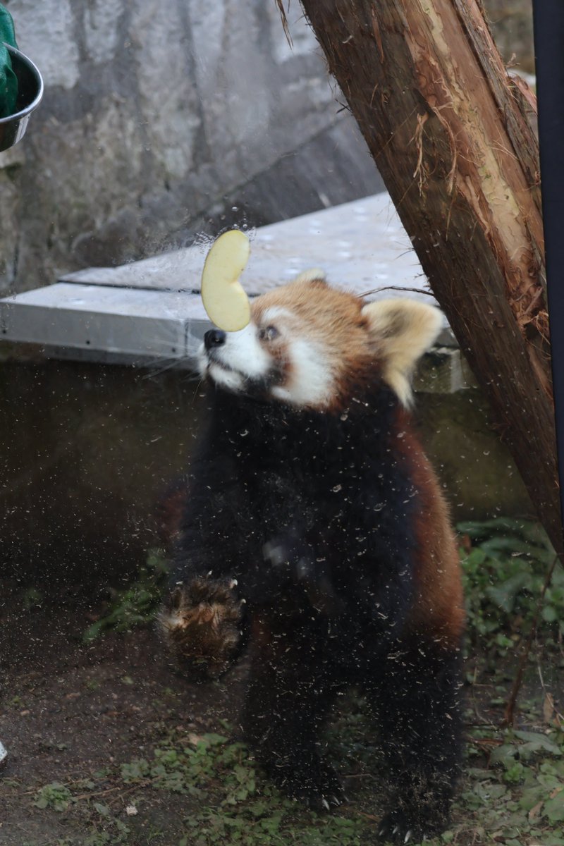 kayakaze's tweet photo. 貼り付け🍎を見つけるまで
1/26
#レッサーパンダ　#安佐動物公園 https://t.co/Sl8micYBeY