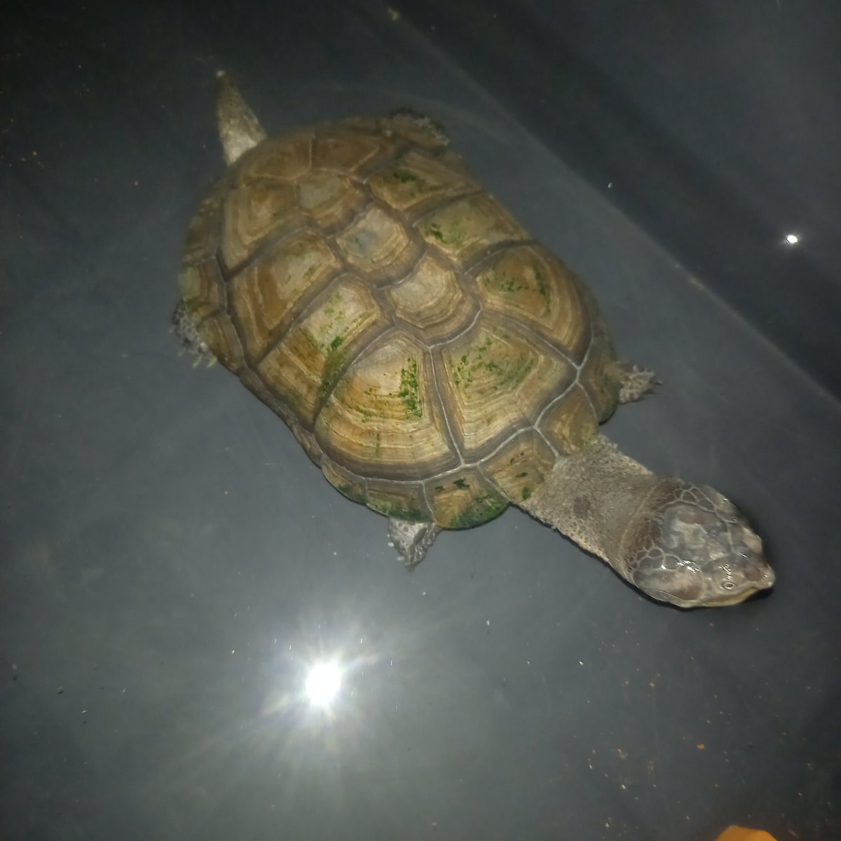 matt_the_keeper's tweet photo. ヌマヨコクビガメマジでいい亀だわ https://t.co/dsH5PGuJvy