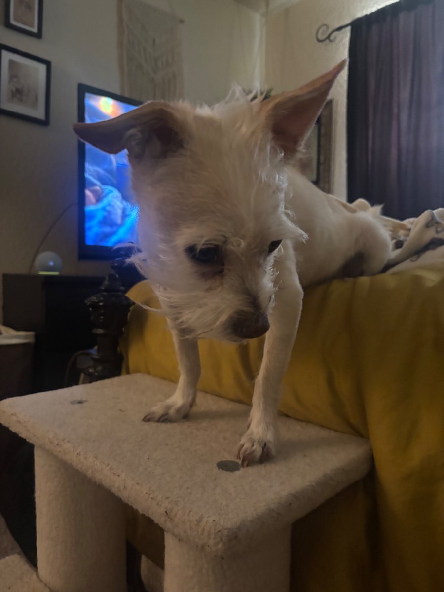 lourDAYS's tweet photo. this is the second to last picture of him i ever took. 2.5 hours later, he was put to rest. he looks healthy but he was struggling to breathe due to advanced heart disease and a collapsed trachea. https://t.co/EwHaaV3AVR