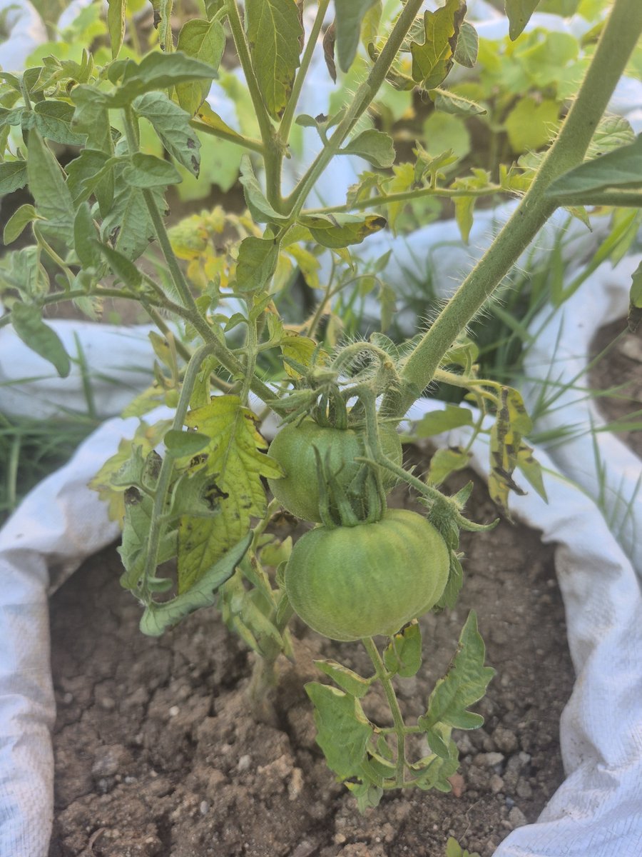 TurkKalyon's tweet photo. Öldük öldük dirildik ama değecek gibi. Şunları büyütürken, benim de büyümem gereken konular varmış onu anladım. 

Bir hobim daha olsun derken konu nerelere geldi, alınacak dersler varmış https://t.co/9MlybSO3WT