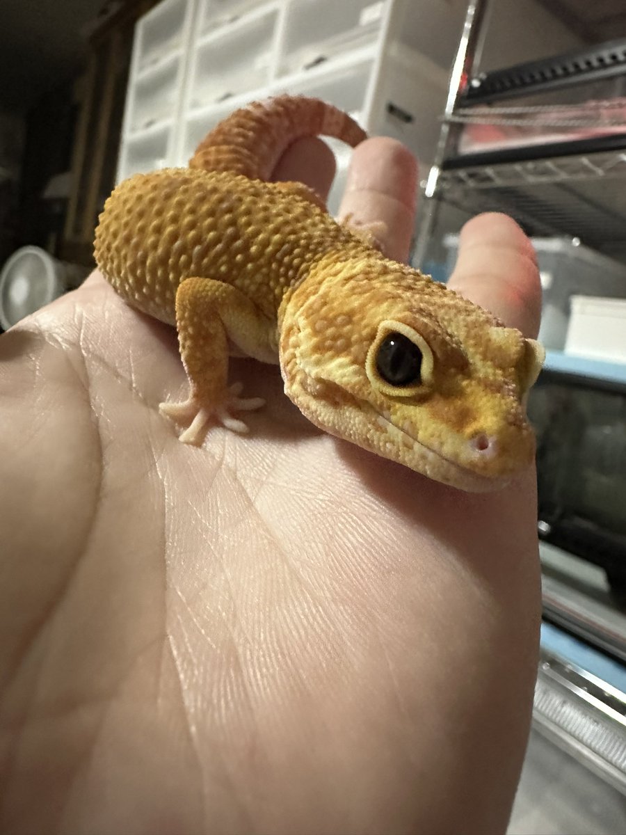 Snake_Gecko777's tweet photo. まだ警戒心はあるけど、失礼して https://t.co/bN7sz3Cabo