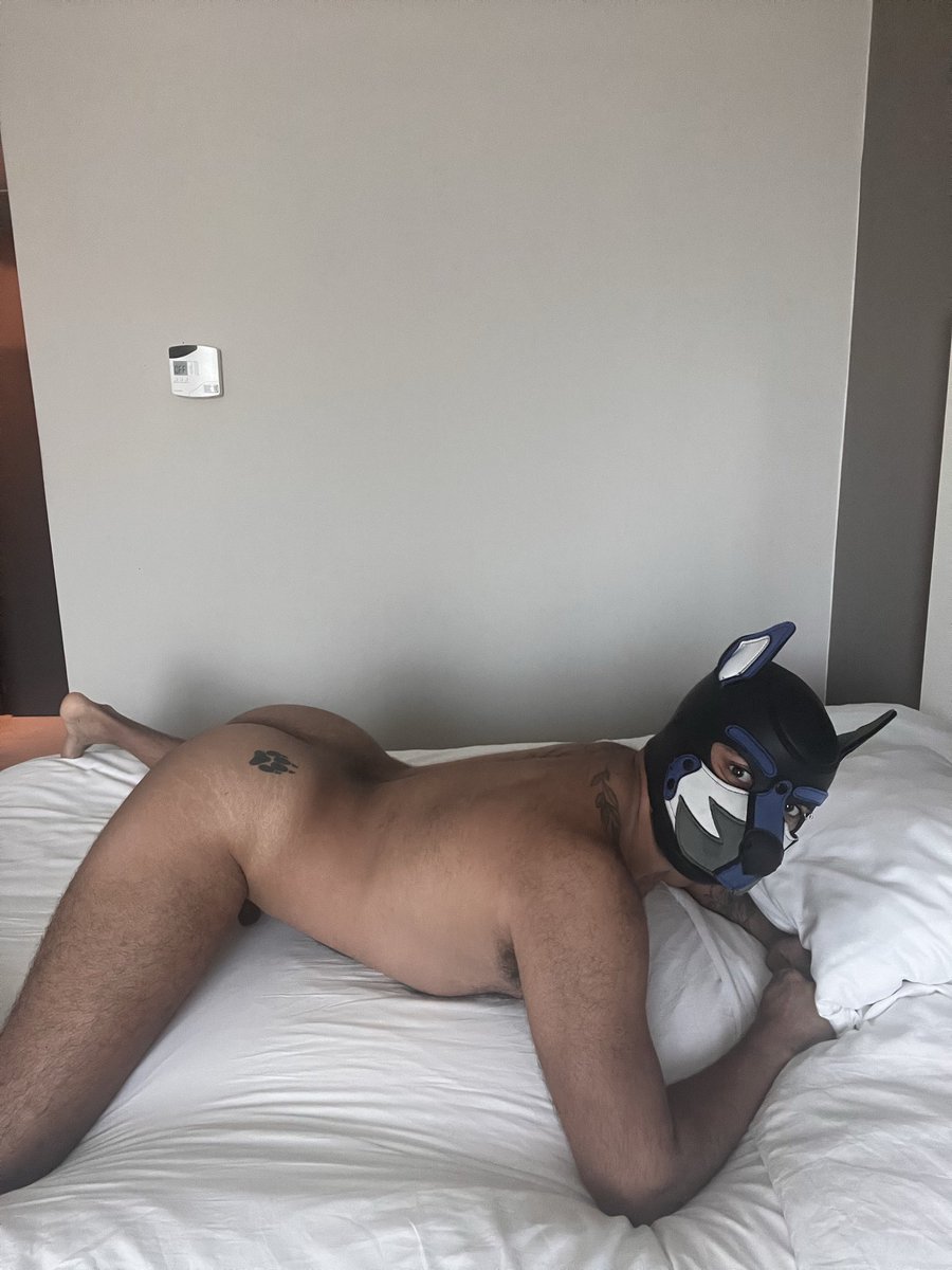 RainpuppyWolf1's tweet photo. Urge macho panameño… o macho nomas https://t.co/OW5kKURcSW