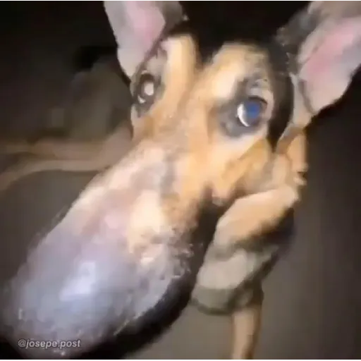 Kazu_Inugami's tweet photo. @lycoholly Falando q ela chupava o pau do namorado dela e eu tava lá sem ninguém

Fiquei tipo: "Então tá né" https://t.co/q6npXiVJnQ