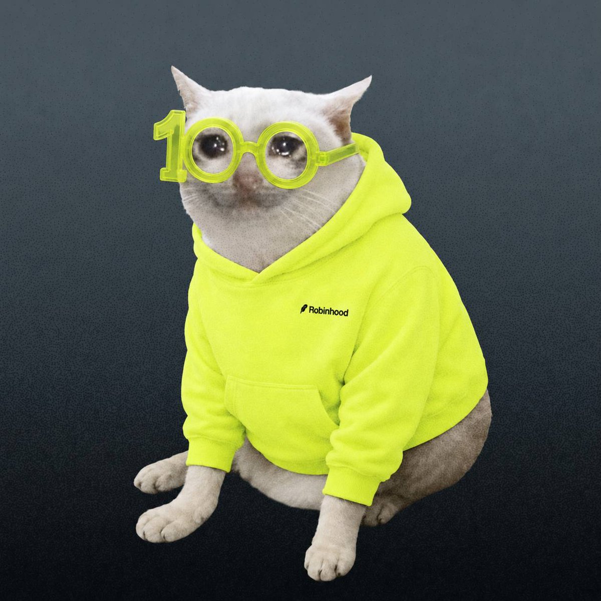 Cash Cat tweet media