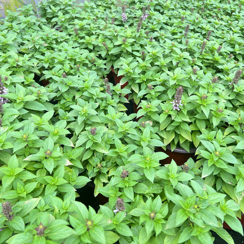 DannBian's tweet photo. My tiny balcony’s now a mini herb garden—fresh basil for pasta, mint for tea, and a little joy in every small daily win.， https://t.co/XhDnGS5eOO