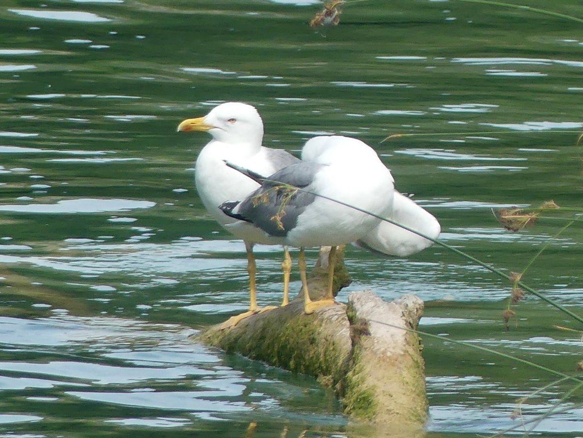 JoshsWildlife's tweet photo. Day 30! #30DaysWild 🎉
There were plenty of Yellow-legged Gulls in Croatia which I would’ve assumed were just herrings had I not seen their yellow legs!
#krka #croatia #birds #birding #BirdsSeenIn2026 https://t.co/J1SuPPENE9