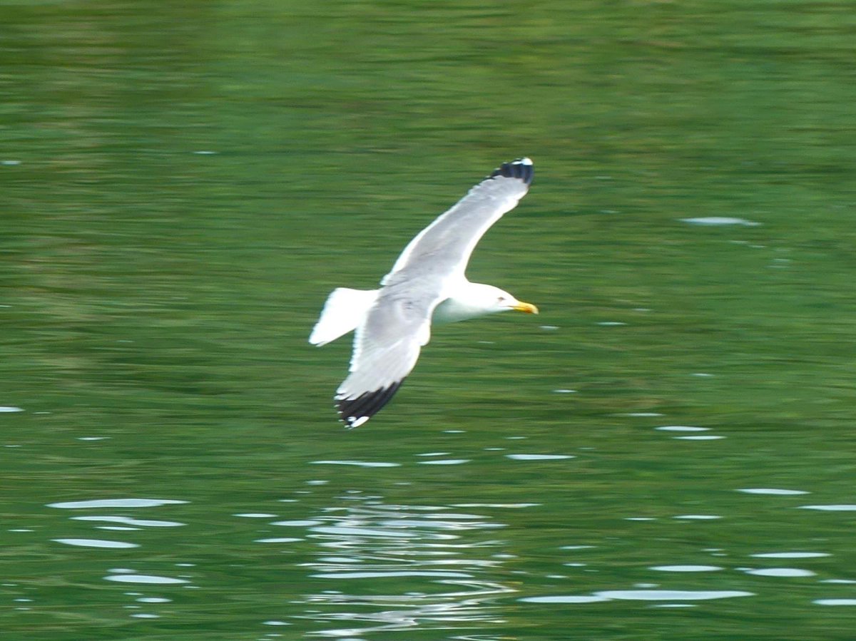 JoshsWildlife's tweet photo. Day 30! #30DaysWild 🎉
There were plenty of Yellow-legged Gulls in Croatia which I would’ve assumed were just herrings had I not seen their yellow legs!
#krka #croatia #birds #birding #BirdsSeenIn2026 https://t.co/J1SuPPENE9