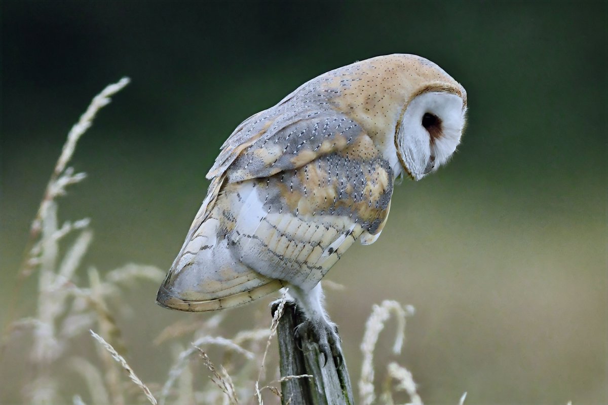 bomberburnside's tweet photo. One of two female barn owls hunting locally at first light this morning. https://t.co/UPw9Hr9tgt