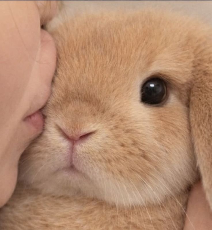 hoon_iceprince's tweet photo. my pretty cute baby bunny... https://t.co/q5PzP7vAhS