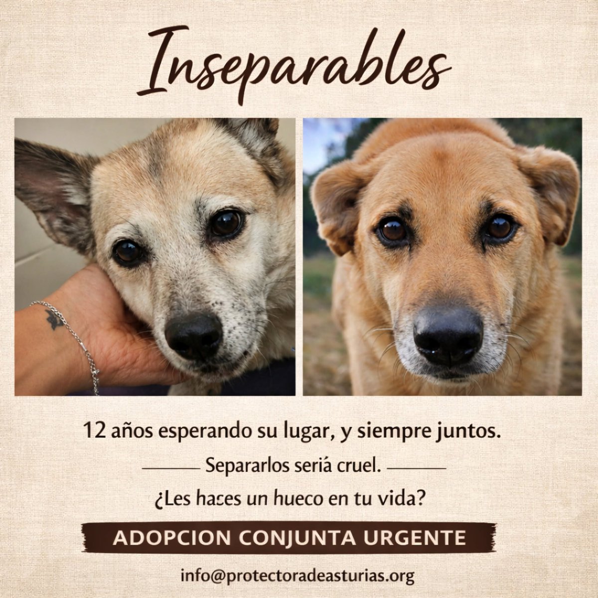 SosAbuelos1's tweet photo. #ASTURIAS
Por favor ..... El tiempo pasa..... Y a sus 12 años esta bonita pareja sigue sin nada 😓

𝙇𝙀𝙊𝙉𝙊𝙍 𝘺 𝙁𝙍𝙊𝙄𝙇𝘼́𝙉 💕

Contacto: info@protectoradeasturias.org https://t.co/LspIGR6hdg