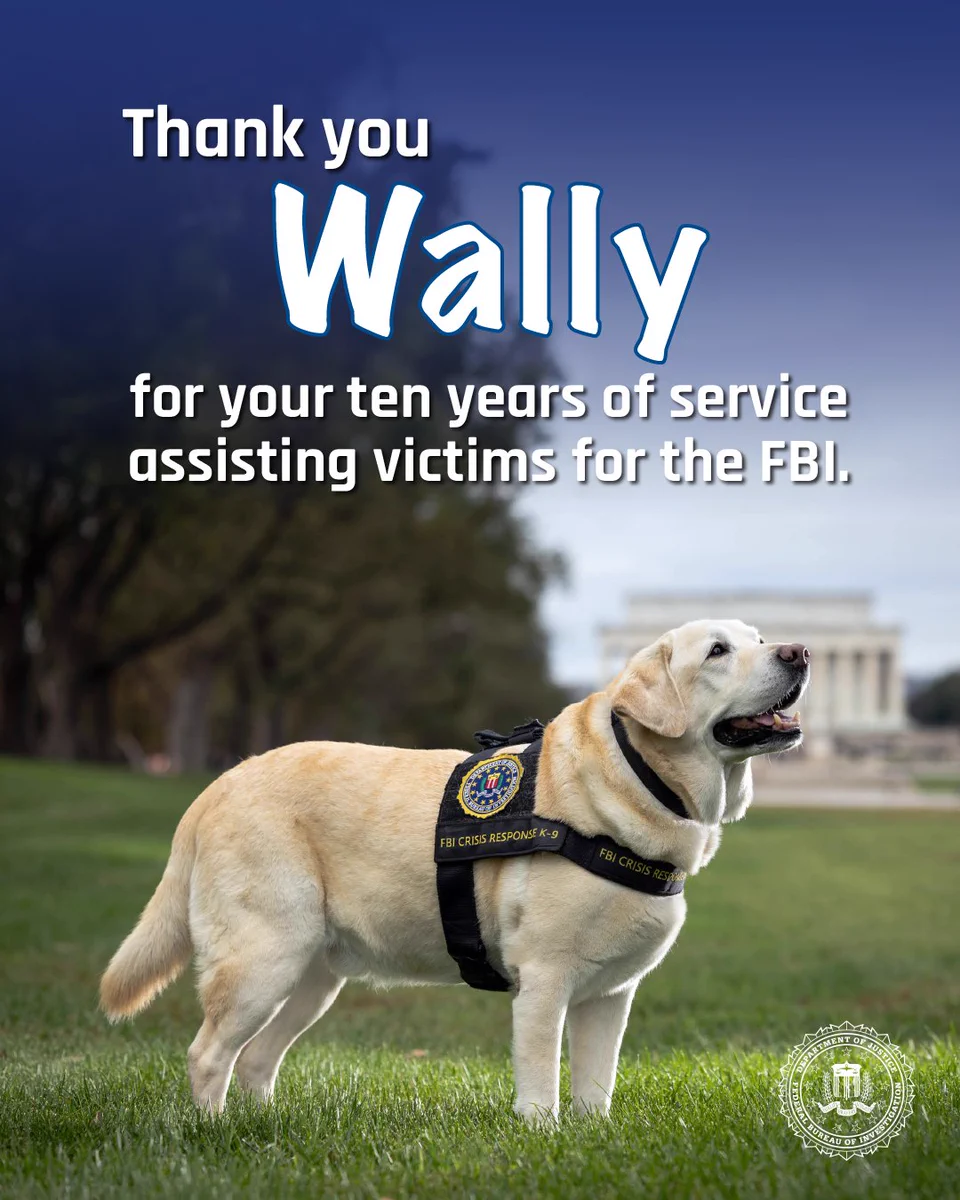 Yellow Labrador wearing FBI Crisis Response K-9 vest standing on grass with Lincoln Memorial in background under blue sky.