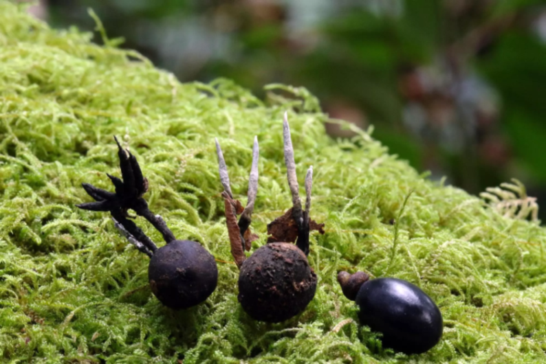 oapngob's tweet photo. 🔍¡NUEVA ESPECIE DESCUBIERTA!🍄

El archipiélago de Cortegada, integrado en el Parque Nacional de las Islas Atlánticas de Galicia, vuelve a situarse en el foco de la investigación científica tras el descubrimiento de una nueva especie de hongo: Xylaria polyphaga. https://t.co/vkFbhjVfcR