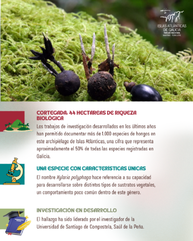 oapngob's tweet photo. 🔍¡NUEVA ESPECIE DESCUBIERTA!🍄

El archipiélago de Cortegada, integrado en el Parque Nacional de las Islas Atlánticas de Galicia, vuelve a situarse en el foco de la investigación científica tras el descubrimiento de una nueva especie de hongo: Xylaria polyphaga. https://t.co/vkFbhjVfcR