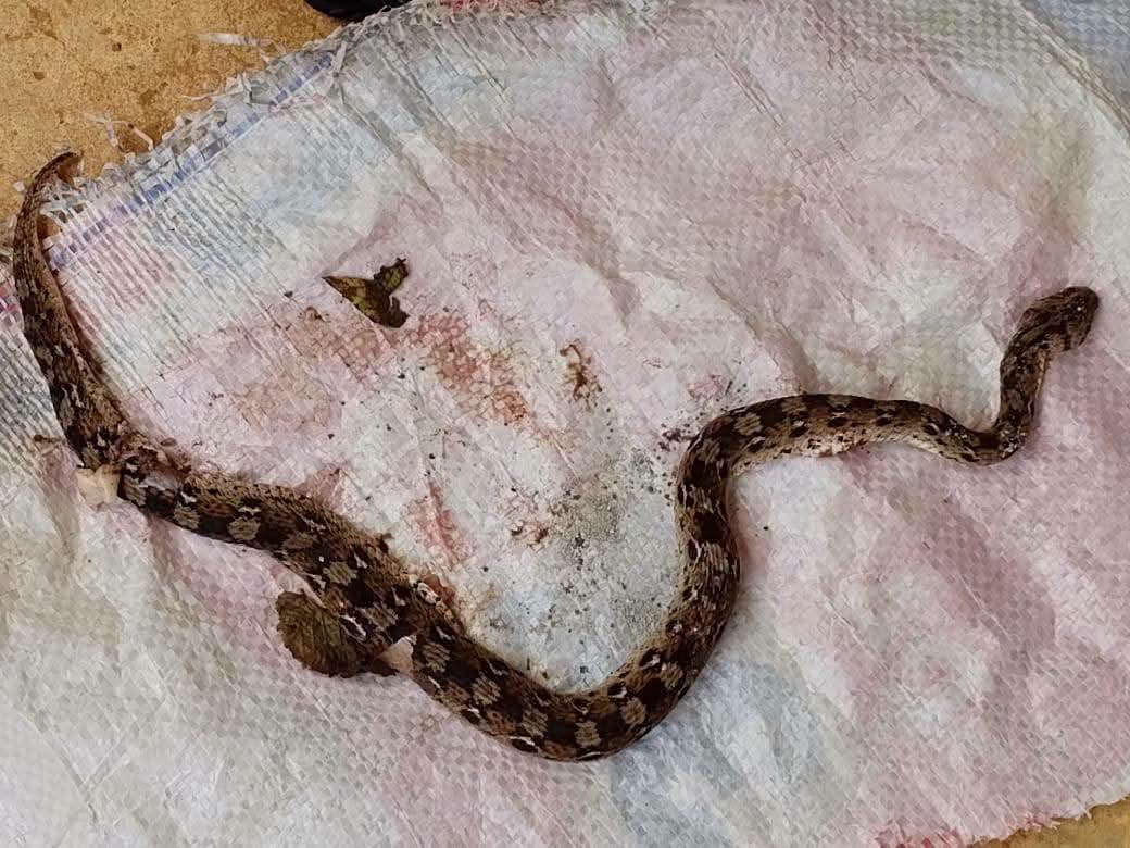 SemaBenue's tweet photo. Benue-SEMA and BSUTH provide free emergency care to IDPs. Four snakebite and Caesarean patients recovered, two new snakebite cases are being treated. https://t.co/RdKkDTj2dF