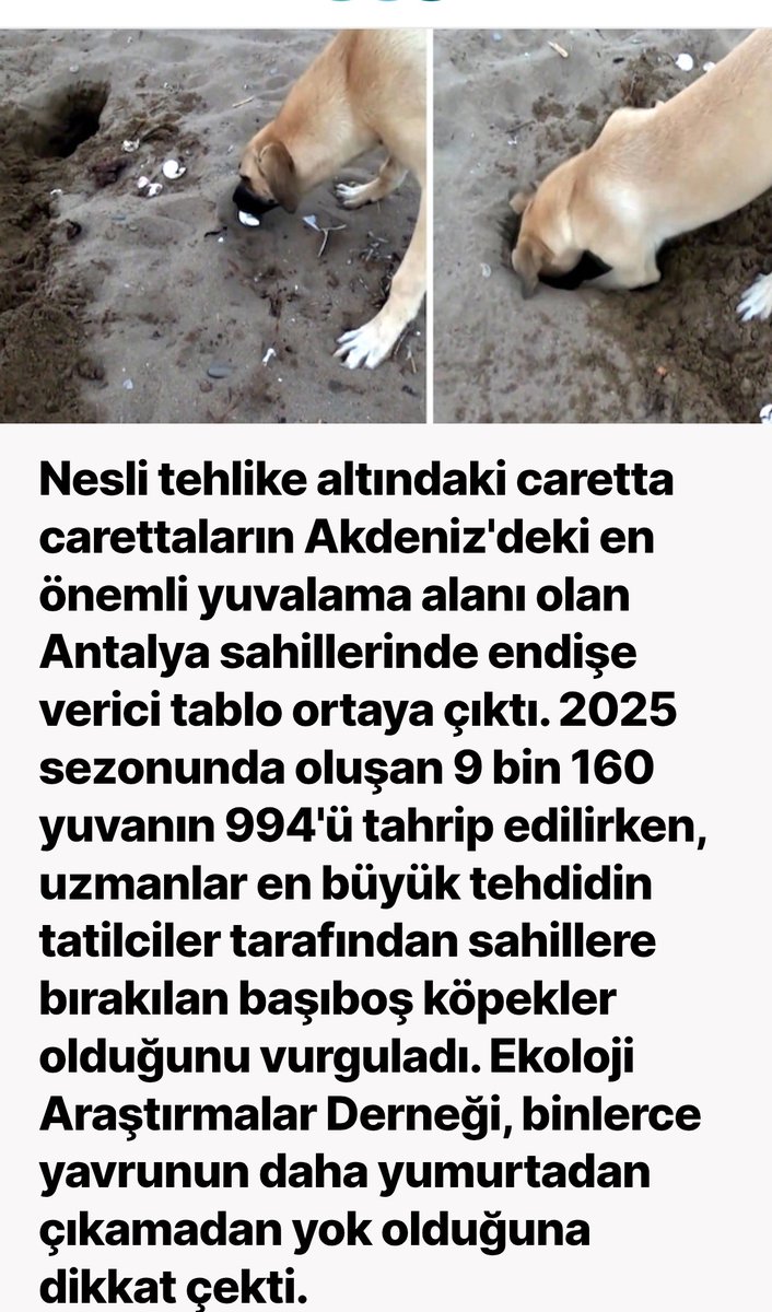 Kdeniz tweet media