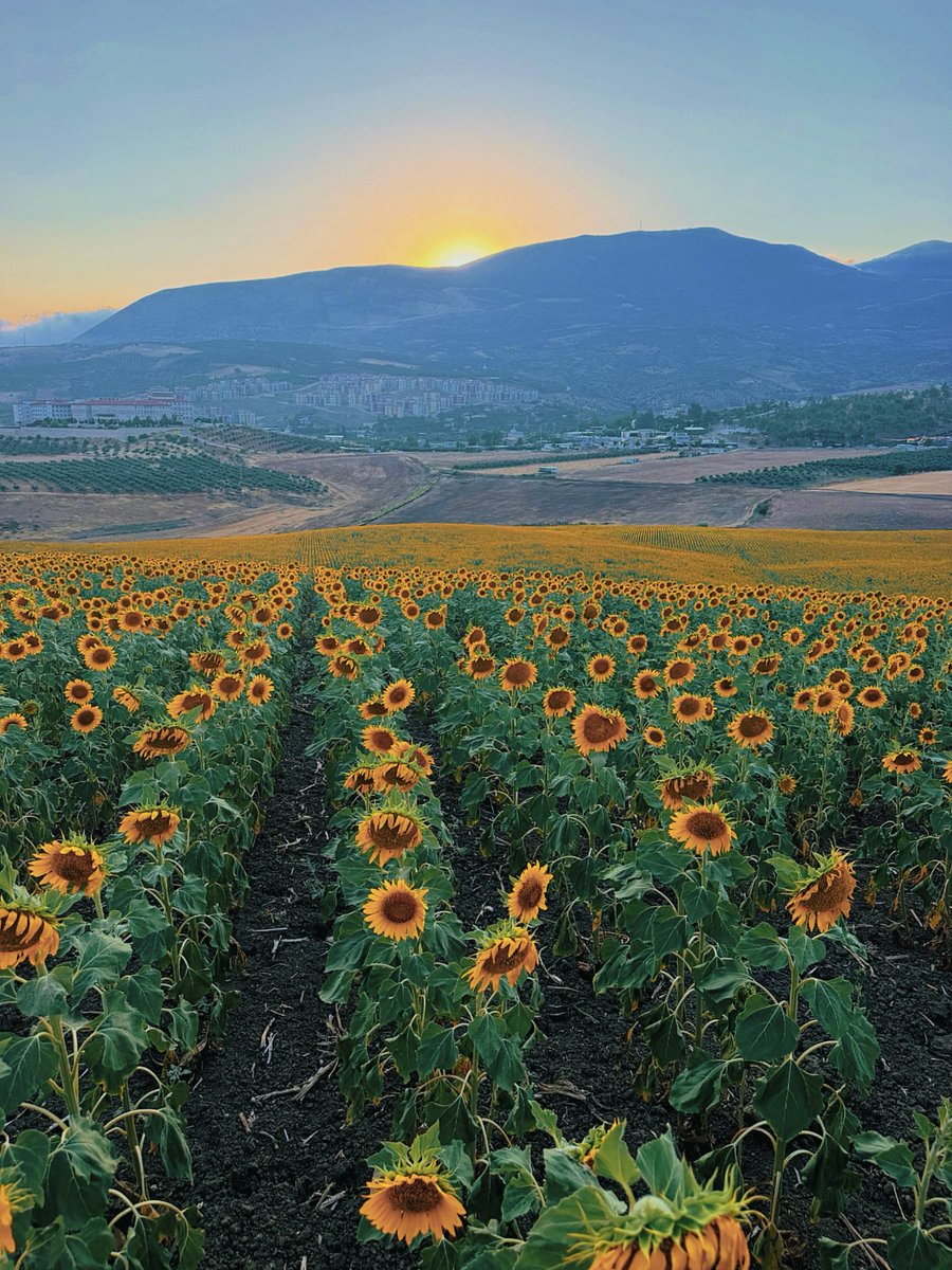 bestereyhan's tweet photo. 🌻 https://t.co/aU4AZ1IjWQ