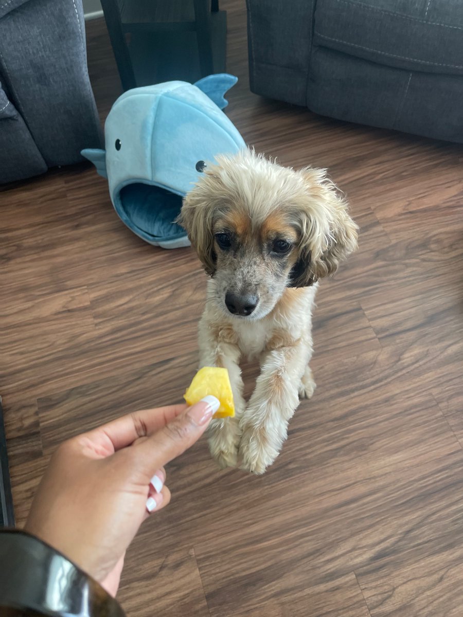magicalvkat's tweet photo. They love pineapple! https://t.co/26o9SKptTP