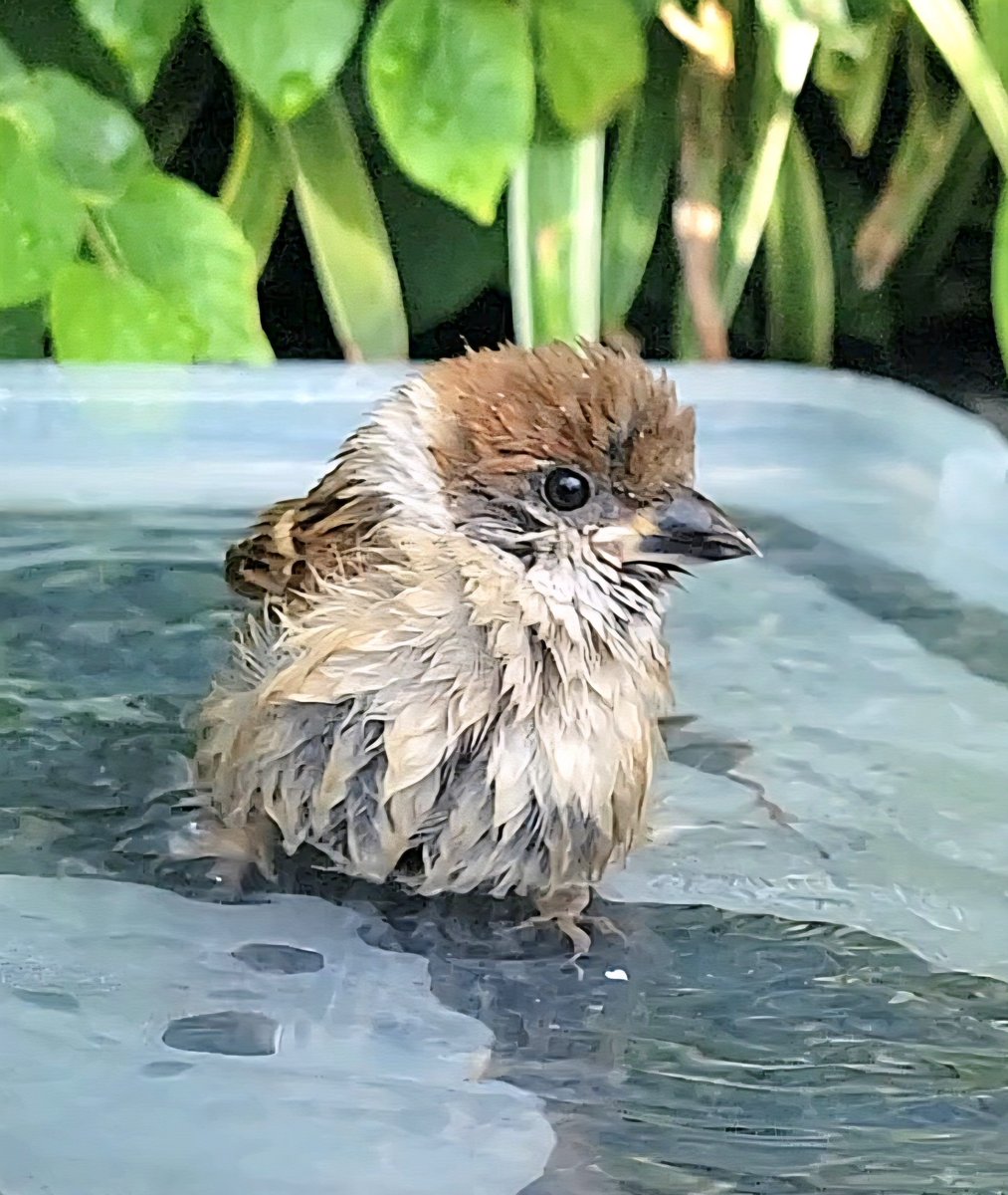 pi_pipi33's tweet photo. 子チュン🐣⛲
ｵﾊﾖｰｺﾞｻﾞｲﾏｽ (⁠•⁠ө⁠•⁠)⁠ https://t.co/tPPLuZqQfF