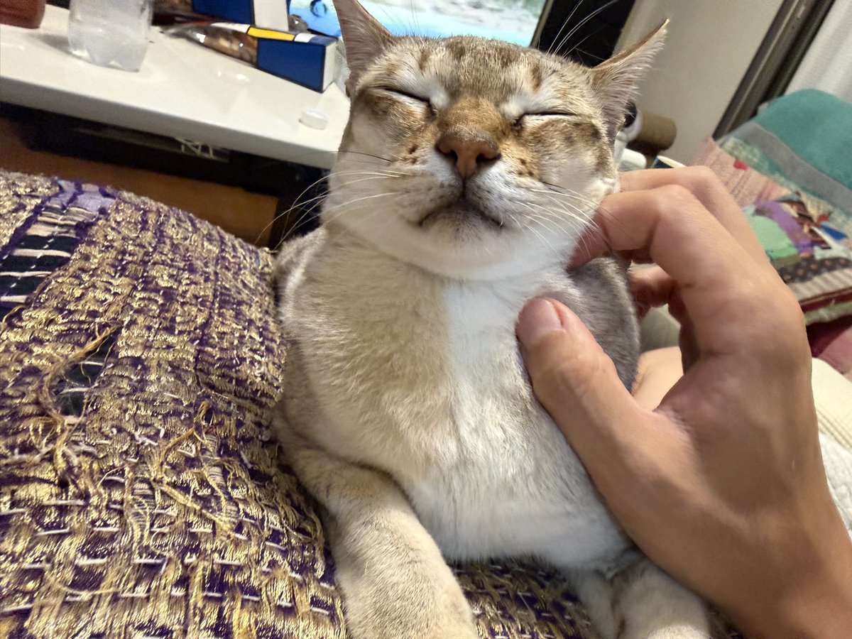 39noob's tweet photo. わしゃわしゃされてご満悦 https://t.co/4GslcIaATF