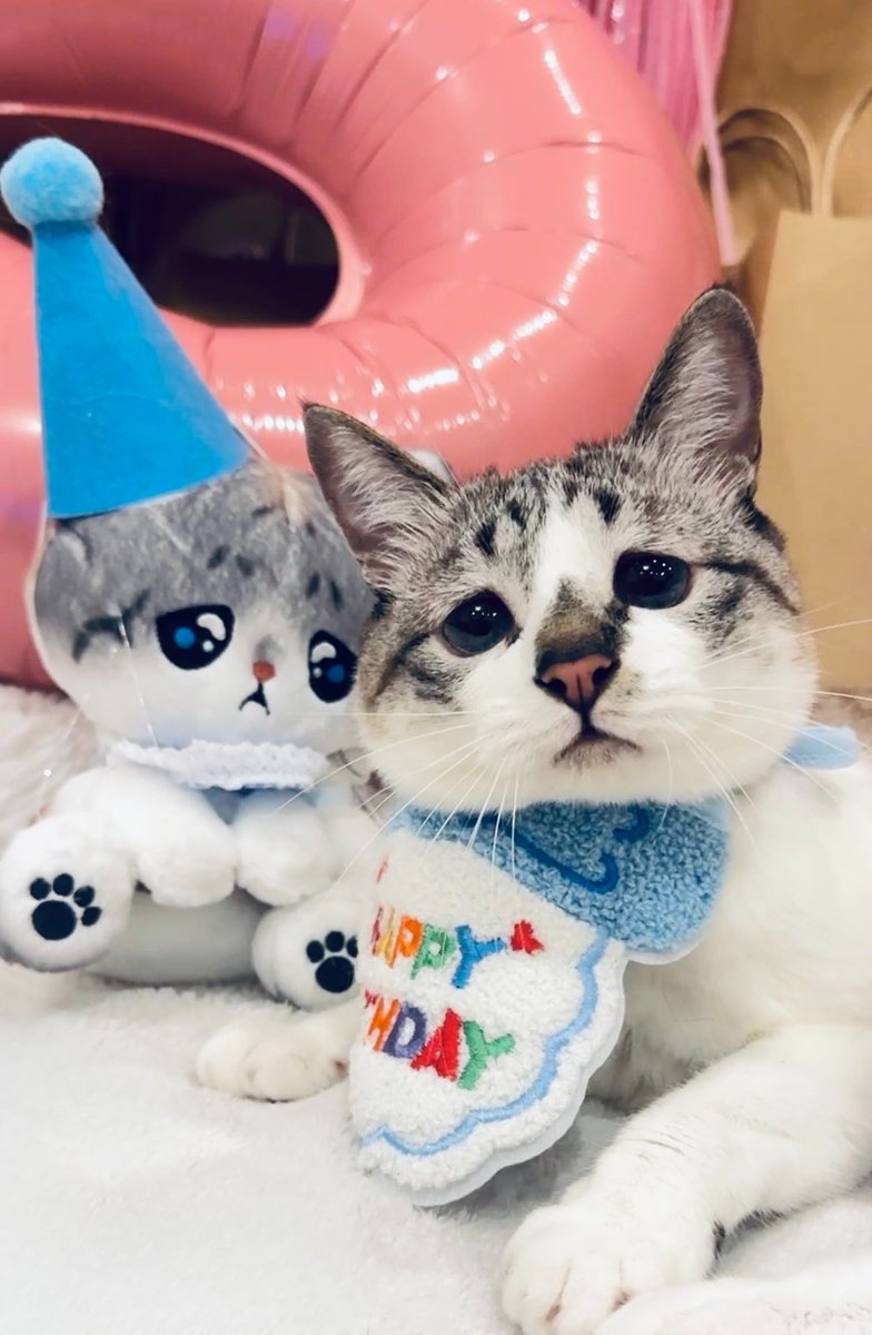 piennekomint's tweet photo. 本日みんちゃん5歳のお誕生日🎂🎉
いつも見守ってくださるみなさま
本当にありがとうございます✨️

後ほど嬉しいお知らせがあります- ̗̀📣 https://t.co/OLfRS4XieM