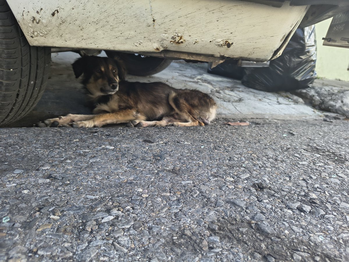 carlitox20's tweet photo. Estos dos perritos deambulan en Santa Rosa #maracay @PerroUsuario avenida Carabobo sur. Si personas de la zona pueden ayudarlo sería excelente. Salvar una vida no tiene precio https://t.co/dNm0PetWl5