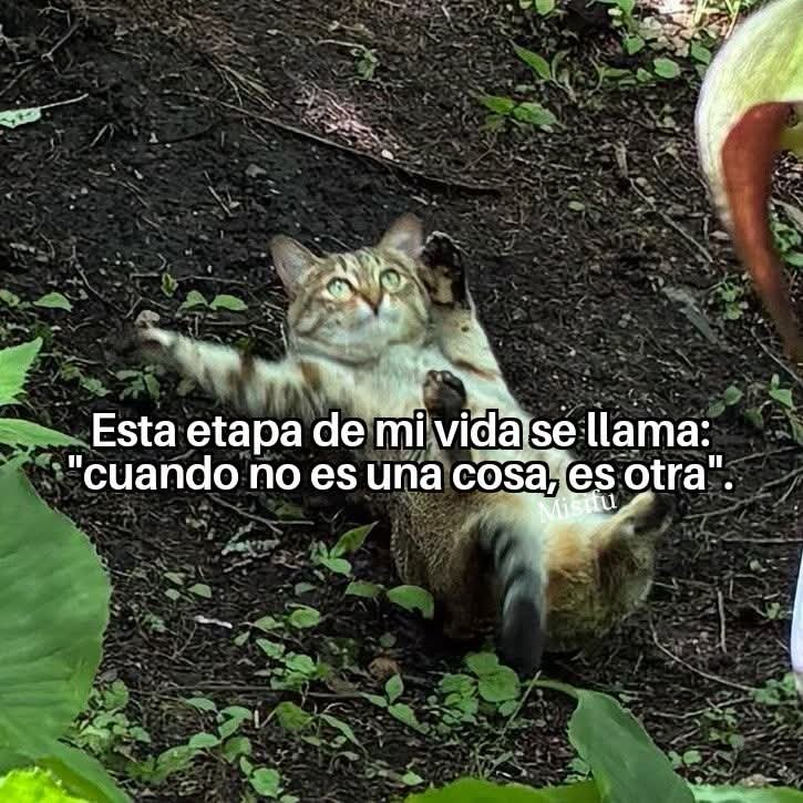 FraseSimple's tweet photo. https://t.co/xrU8oYJTah