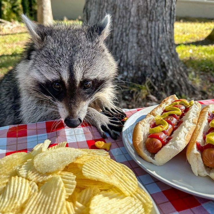 Thrashes12's tweet photo. Hotdogs tonight? Or soup.... 😋 https://t.co/TBjLlfkxjq