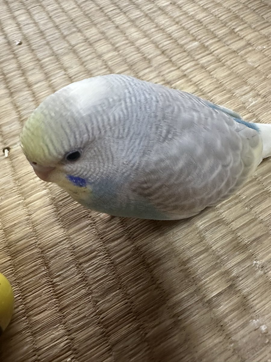 Jl14_ST8's tweet photo. 暑いので助けてください https://t.co/lp4MSJe55x
