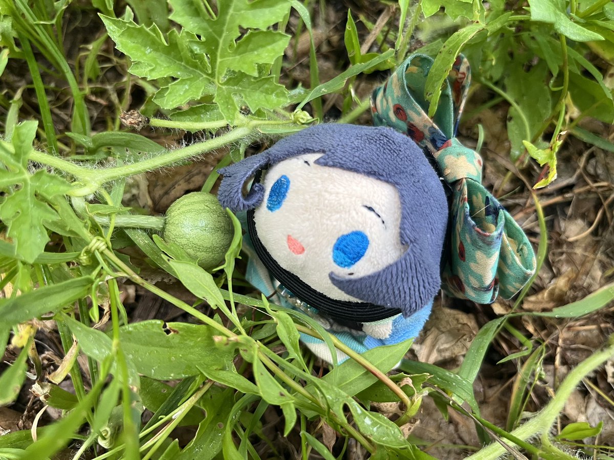 tsu_zilla's tweet photo. Now there is a second mochi-sized watermelon. Even if they don’t get big enough for me to enjoy at least mochi Yasu can enjoy them https://t.co/wWLrAPupXO