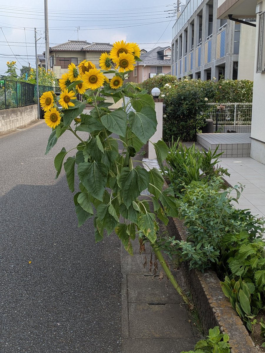 flowl01's tweet photo. たくましい https://t.co/vLN6ucBVMb