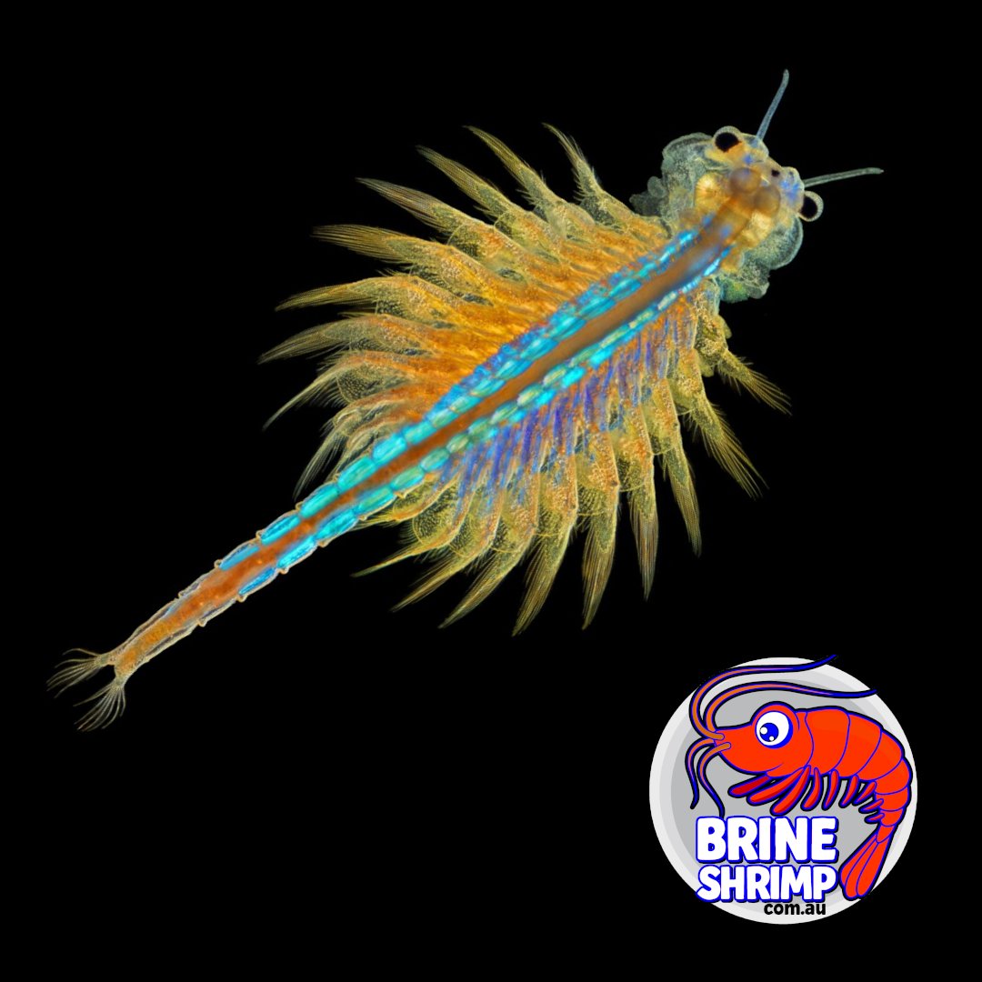 brineshrimp_'s tweet photo. Brine shrimp culture requires rock salt (not iodized), baking soda (not baking powder), and tap water in a 16L container filled slightly over half, with algae growth appearing on container sides within one week under direct sunlight signalling readiness for baby brine shrimp. https://t.co/18hMPM7FHE