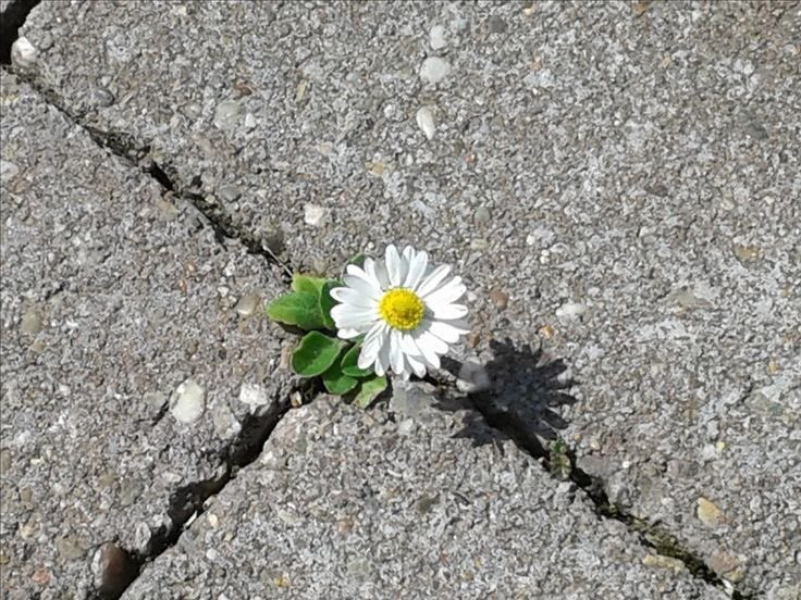 petalesblancs tweet picture